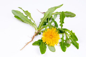Common dandelion (Taraxacum officinale) on white background