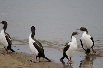 Imperial shags in the coast of Punta Arenas.