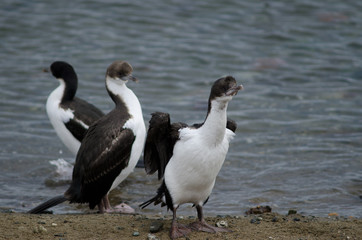 Imperial shags in the coast of Punta Arenas.