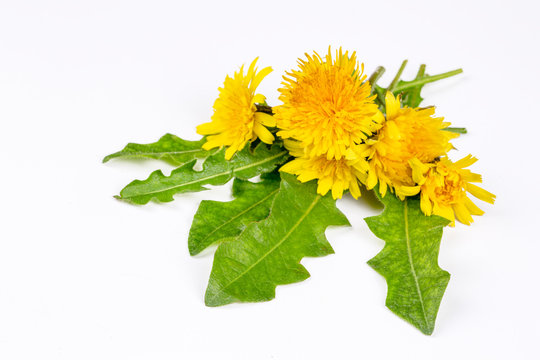 Fototapeta Common dandelion (Taraxacum officinale) on white background