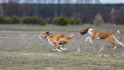Naklejka na ściany i meble Coursing. Basenji dogs runs across the field