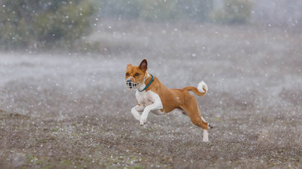 Coursing. Basenji dogs runs across the field