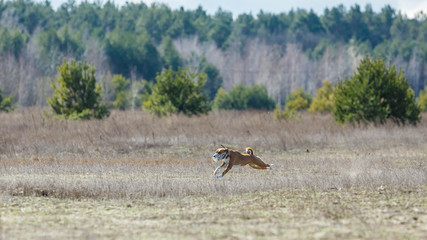 Coursing. Basenji dogs runs across the field