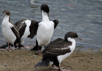 Imperial shags in the coast of Punta Arenas.