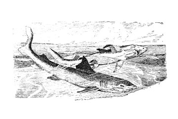 Naklejka premium SHARK (Carcharias glaucus) - Vintage Engraved Illustration 1889