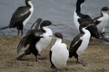 Imperial shags in the coast of Punta Arenas.
