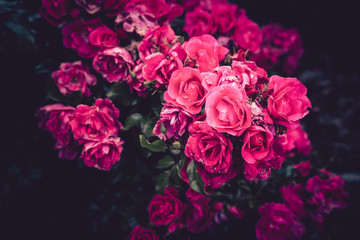 bouquet of pink roses