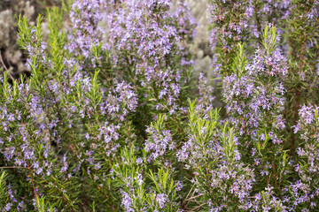 blühender und duftender rosmarinstrauch im frühling © katinkah