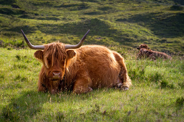 Scottish long-haired highlander cow. Island of Skye, Inner Hebrides, Scotland.