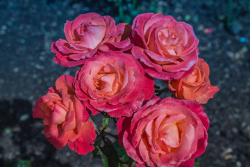 Taihape Sunset Roses