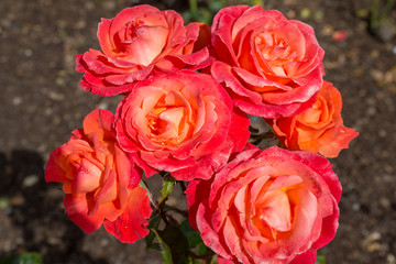 Taihape Sunset Roses in garden