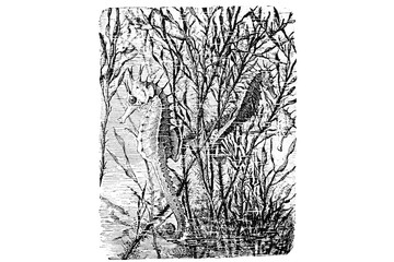SEAHORSE (Hippocampus antiquorum) - Vintage Engraved Illustration 1889 © Walter Cicchetti