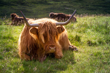 Traditional scottish cow having rest. Island of Skye, Inner Hebrides, Scotland.