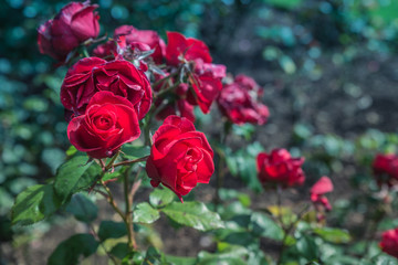 Mellennium Roses in garden
