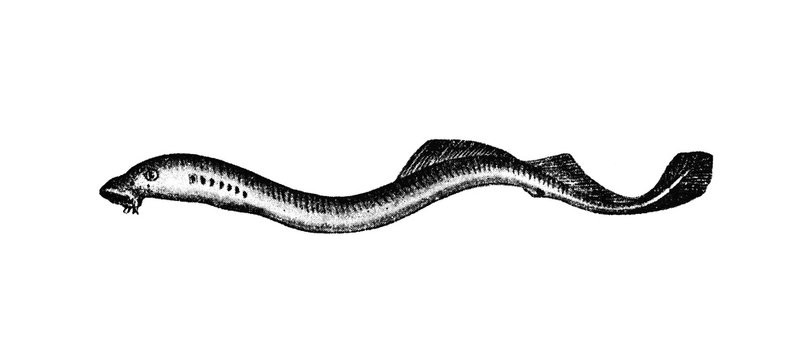LAMPREY (Petromyzon fluviatilis) - Vintage Engraved Illustration 1889