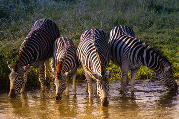 Fototapeta na wymiar Thirsty plains zebra - equus quagga quenching their thirst on a hot dry summer day in a Johannesburg game reserve
