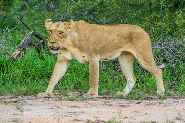 Portrait of an African lioness in bush stalking during a safari experience in Kruger national park