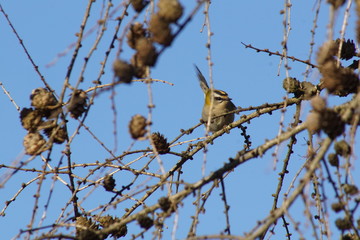 Ptak zniczek ,zniczek na gałęzi ,ptak na drzewie  © LBanacki