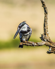 Portrait of a beautiful pied Kingfisher perched in Kruger national park