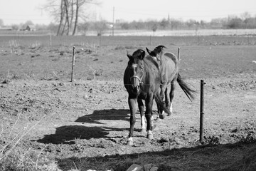 Fototapeta na wymiar horses in pasture