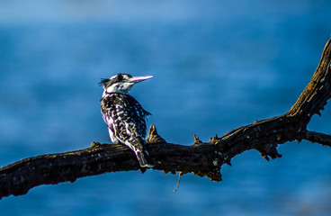 Obraz premium Portrait of a beautiful pied Kingfisher perched in Kruger national park