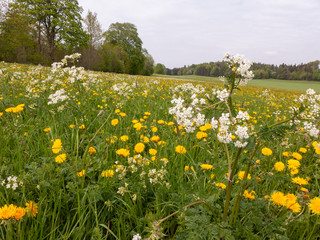 Wanderung auf dem Fernwanderweg Albsteig HW 1 auf der Strecke von Jungingen nach Onstmettingen auf der Schwäbischen Alb.