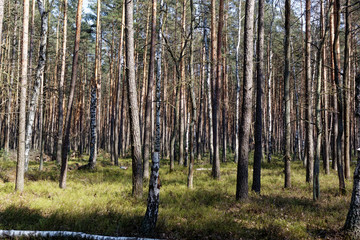 pine woods in forest