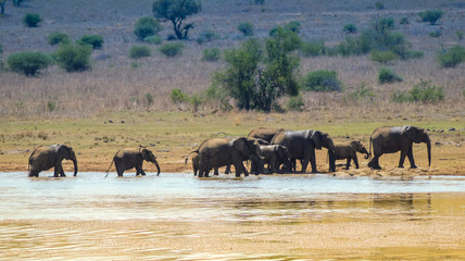 Fototapeta na wymiar A big breeding herd of Elephants drinking water in Pilanesberg national park
