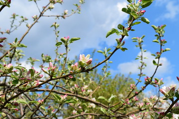 Apple blossom branches on blue sky clouds background