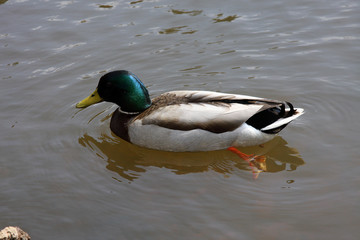 Mallard, Duck, Muscovy duck, Swimming duck, Kellinghusen, Schleswig-Holstein, Germany, Europe