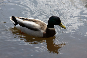 Fototapeta premium Mallard, Duck, Muscovy duck, Swimming duck, Kellinghusen, Schleswig-Holstein, Germany, Europe