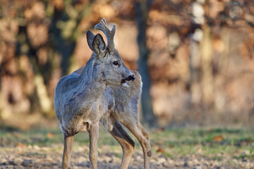 Roebuck in the forest