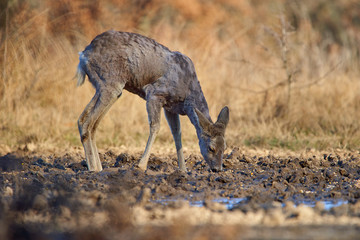 Roe deer in the forest