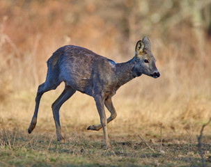 Roe deer in the forest
