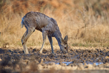 Fototapeta premium Roe deer in the forest
