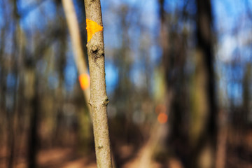 Young tree with thin trunk and branch in the forest yellow marking tree disease lichen smooth bark