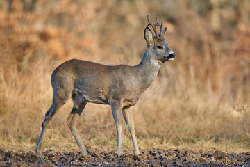 Roebuck in the forest