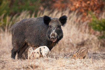 Family of wild boar, sus scrofa, with adult hairy mother and little piglets grazing in spring nature. Group of wild animals standing close together on a meadow with dry grass.