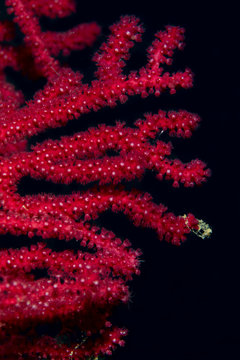 red coral 2