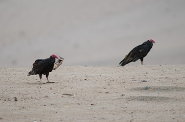 Turkey vultures Cathartes aura in the Lluta valley.