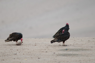 Turkey vultures Cathartes aura in the Lluta valley.