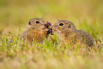 Naklejka na ściany i meble Two european ground squirrel, spermophilus citellus, touching flower on a meadow in summer nature. Love bond between cute wild animals on grassland. Mammal eating from side view.
