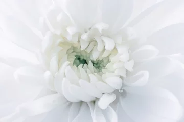 Poster White chrysanthemum with water drops, detailed macro photo. Light image, concept of wedding, holiday, birthday, mother's day, spring, summer. Copyspace. © Ольга Холявина