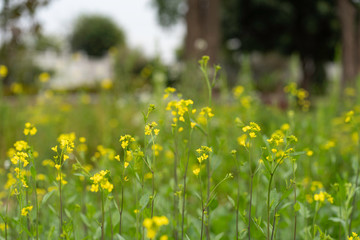 Yellow bloom signifying Spring has arrived