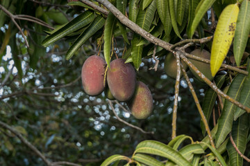 Look at this mangoes, they look so yummy