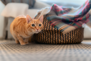 Gato atigrado de ojos verdes  escondido detrás de una canasta de mimbre, está a punto de atacar