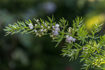 The cute tiny white flower of the esparraguera or asparagus 