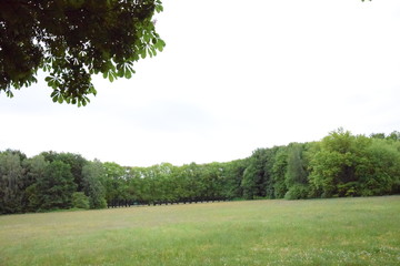 Die Lichtung