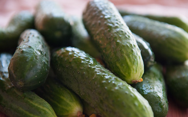 Ripe green vegetables cucumbers close-up. Harvest 2020