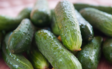 Ripe green vegetables cucumbers close-up. Harvest 2020